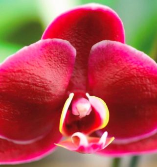 orquideas-y-piedras-semipreciosas-del-mar-de-bali